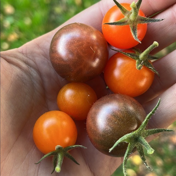 emmy - Picture 1 of 1